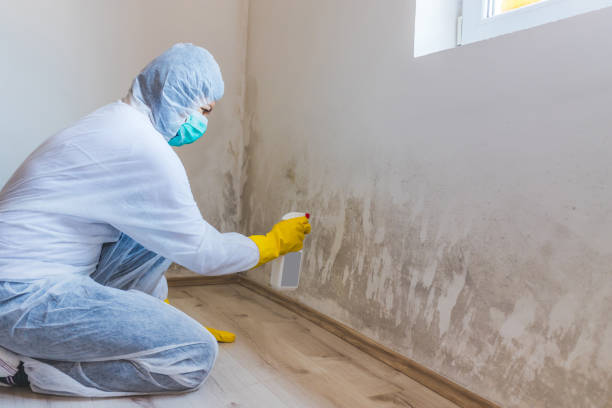 Licensed Basement Mold Removal service in Hudson, TX - WQB Mold Removal