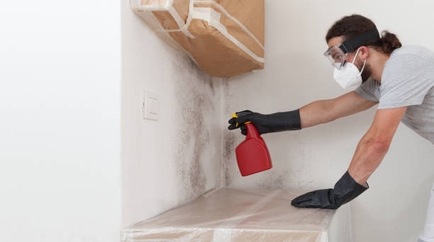 Professional Basement Mold Removal technician working in Hudson, TX
