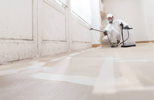 24/7 Emergency Basement Mold Removal experts in Hudson, TX