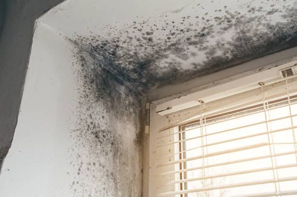 Affordable Basement Mold Removal solutions in Hudson, TX