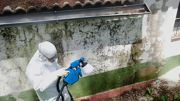 Top rated local Basement Mold Removal specialists in Hudson, TX
